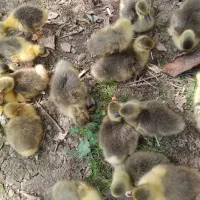 جوجه غاز دو رگه ی محلی اکراینی افریقایی بازیگوش