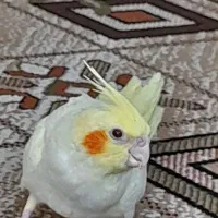 عروس هلندی|پرنده|دزفول, |دیوار