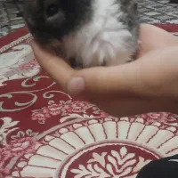 دوعددخرگوش پشمالو|موش و خرگوش|اهواز, کوی شایسته|دیوار