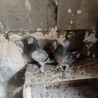 جفت ترکیه نرو ماده