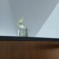 عروس هلندی|پرنده|رشت, پیرکلاچای|دیوار