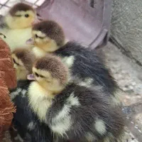 جوجه اردک مسکویی