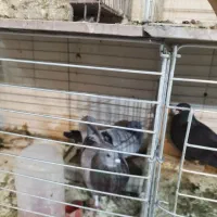 کبوتر سربری|پرنده|مبارکه, |دیوار