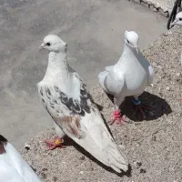 کفتر پلنگ نباتی مفت