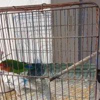 مرغ عشق  و طوطی برزیلی
