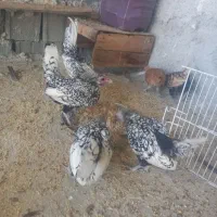 مینیاتور
