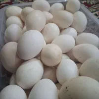 تخم مرغ محلی