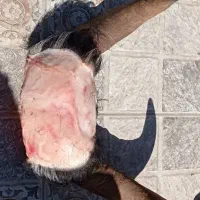 قصاب سلاخ سیار