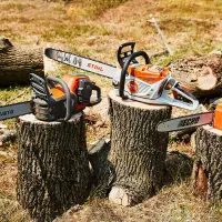 خرید فروش درخت به قیمت روز