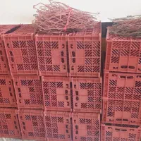 سبد سیب
