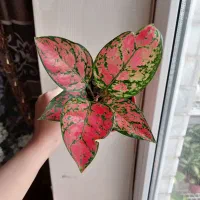 گل رنگی و گوناگون و....