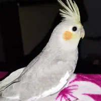 عروس هلندی|پرنده|کلاچای, |دیوار