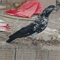 کبوتر پرشی قریب گیری