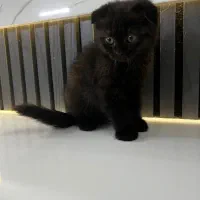 گربه اسکاتیش