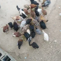 فروش 50 عدد مرغ و خروس و باری محلی
