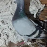 آلمانی|پرنده|گنبد کاووس, |دیوار