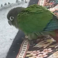 دو عدد طوطی گیرینچیک گم شده است|حیوانات|امیدیه, |دیوار