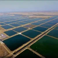 فروش مزرعه میگو هندیجان