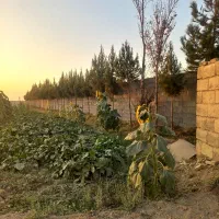 ۵۳۰۰ متر چهار دیواری با مجوز قهجاورستان