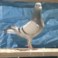 نر ماده دهن خورده شجر دار نسل قهرمان|پرنده|گرگان, |دیوار