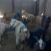 کهره ی نر