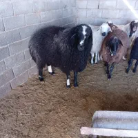 گوسفندزنده|حیوانات مزرعه|معصومیه, |دیوار