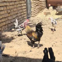 خروس لاکندزی|حیوانات مزرعه|شیراز, نصر|دیوار