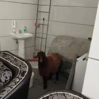 گوسفند