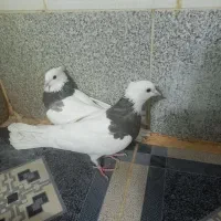 کبوتر طوقی دره شهر