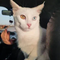 گربه ماده ترکیش وان