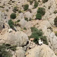 بز چاق و آبستن سنگین