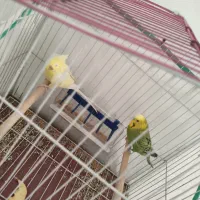 یک جفت مرغ عشق|پرنده|ایلام, |دیوار