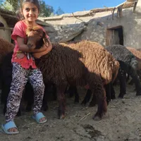 بره نر همو|حیوانات مزرعه|شیروان (خراسان), |دیوار