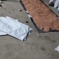 گندم بذری اصلاح شده