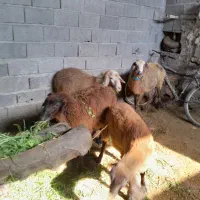 گوسفند یا بره نر چاق چاق