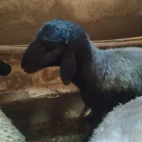 بره نر افشار