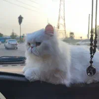 حیوان خانگی گربه پرشین