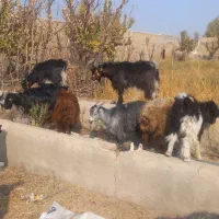 بره قوچ جوان|حیوانات مزرعه|جوادآباد, |دیوار