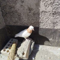 کبوتر|پرنده|مشهد, کوی دروی|دیوار