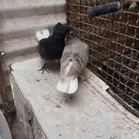یک جفت جوجه دم سفید