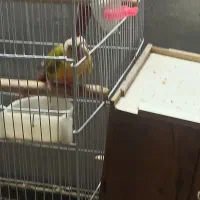 جفت طوطی گرینچیک مولد|پرنده|اصفهان, شمس آباد|دیوار