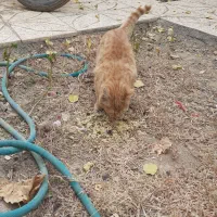 گربه سه ماهه نر|گربه|باغ بهادران, |دیوار