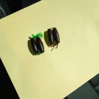 مهره گبری|بدلیجات|میناب, |دیوار