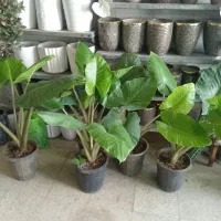 گل بابا آدم تنه قرمز آپارتمانی