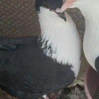 گم شده