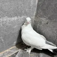 سفید دم سیاه چنگ موشی