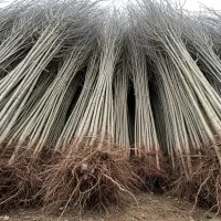 نهالستان پیوندی و اصلاح شده سهند