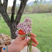 خواستار-خانه-اجاره-ایی