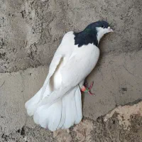 سیاهپوش (شستی)سیاه نر