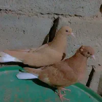 کبوتر|پرنده|بیرجند, |دیوار